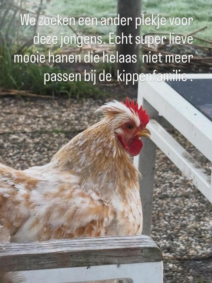 Prachtige hanen gratis, Dieren en Toebehoren, Pluimvee, Kip, Mannelijk