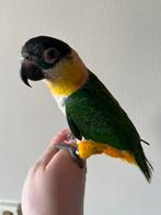 Tamme zwartkop caique, Dieren en Toebehoren, Mannelijk, Papegaai, Geringd