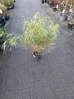 Fargesia Rufa planten 80-100 cm hoog, Ophalen, Overige soorten