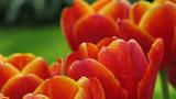 Kaartjes en parkeerkaart keukenhof voor 27 april, Tickets en Kaartjes