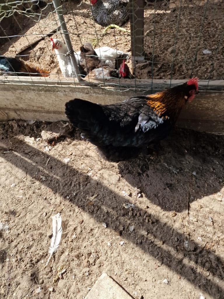 Te koop hennen, Dieren en Toebehoren, Pluimvee