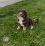 Australian shepherd pups die mogen verhuizen, Parvo, Reu, 8 tot 15 weken, Meerdere