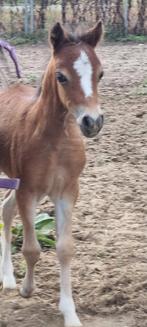 Super mooi NMPRS ASPC AMHR minipaardjes fok en show merries, Dieren en Toebehoren, Paarden en Pony's | Dekhengsten en Fokmerries