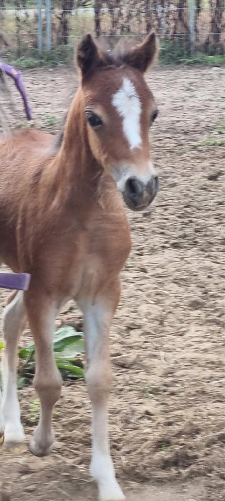 Super mooi NMPRS ASPC AMHR minipaardjes fok en show merries, Dieren en Toebehoren, Paarden en Pony's | Dekhengsten en Fokmerries