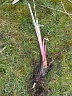 Pampasgras stekken, 2m hoog 25 stekken, Ophalen, Volle zon, Vaste plant, Siergrassen