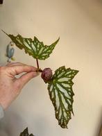 Begonia bohemian forest, kopstek, Huis en Inrichting, Kamerplanten, Ophalen of Verzenden, Halfschaduw, Minder dan 100 cm