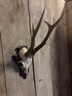 Mooie grote reebok schedel (9), Ophalen of Verzenden, Nieuw, Hert, Schedel