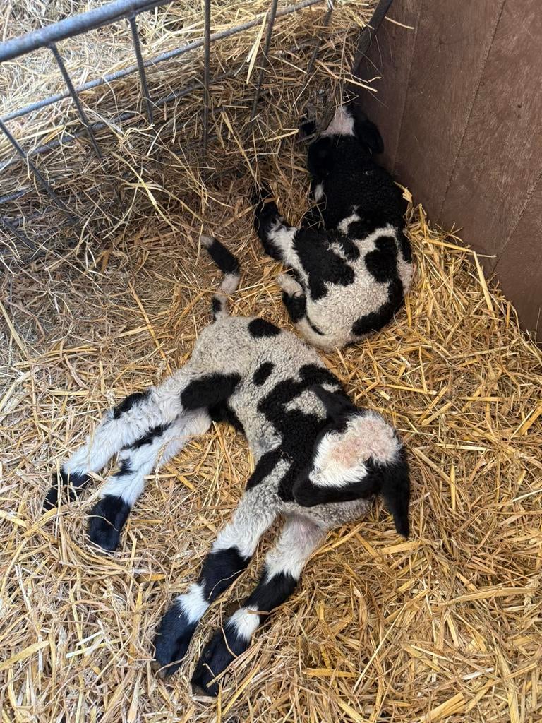Mooi spannetje! Stamboek bonte ooi + 2 Spitty ramlammetjes, Vrouwelijk, Schaap
