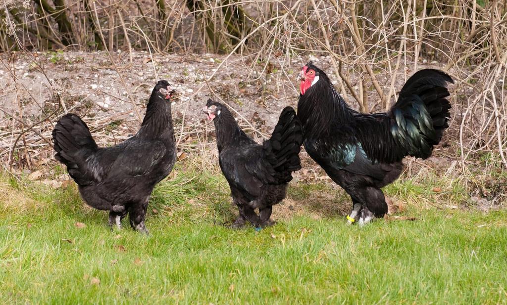 Foktoom zwarte kraaikoppen, Dieren en Toebehoren, Meerdere dieren, Kip