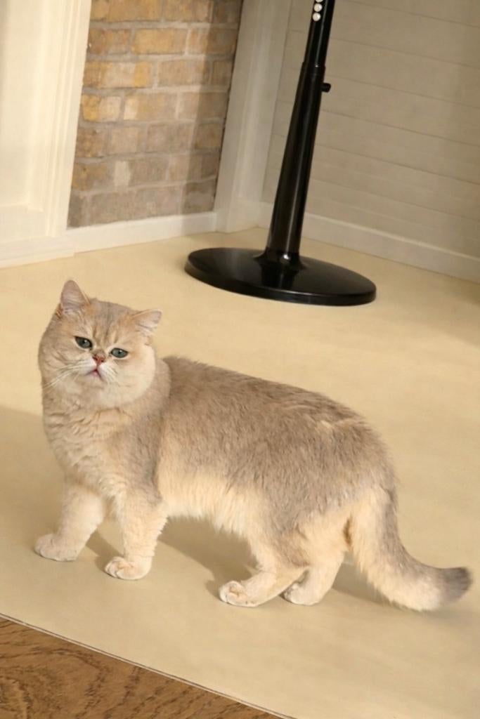 Brits korthaar dekkater met stamboom | !NIET TE KOOP!|, Dieren en Toebehoren