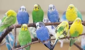 Inkoop van parkieten, Meerdere dieren, Parkiet