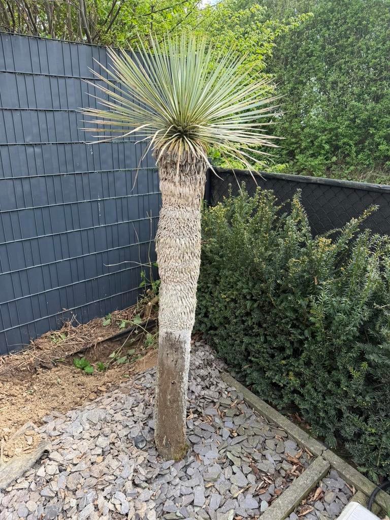Yucca Rostrata boompjes, Tuin en Terras, Planten | Bomen, Overige soorten, 100 tot 250 cm, Zomer, Ophalen