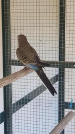 Wildkleur Bourkes, Dieren en Toebehoren, Vogels | Parkieten en Papegaaien, Meerdere dieren, Parkiet