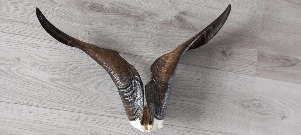 Bok gewei, Ophalen of Verzenden, Hert, Gewei of Kop