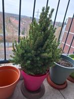 gratis ophalen tuin boompje, Ophalen, Halfschaduw, Overige soorten, 100 tot 250 cm