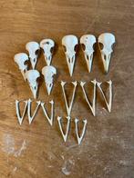 Schedel kraai/kauw, Ophalen of Verzenden, Nieuw, Vogel, Schedel