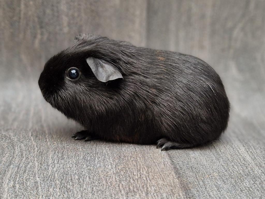 Cavia zeugje, Dieren en Toebehoren, Knaagdieren, Cavia, Vrouwelijk, Tam, Oktober