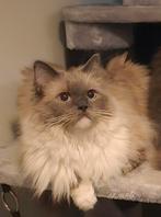 Ragdoll poes (met Stamboom), Dieren en Toebehoren, Katten en Kittens | Raskatten | Langhaar, Poes, Met stamboom
