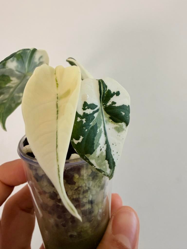 Alocasia Maharani Albo, Huis en Inrichting, Kamerplanten, Overige soorten, In pot, Minder dan 100 cm, Groene kamerplant