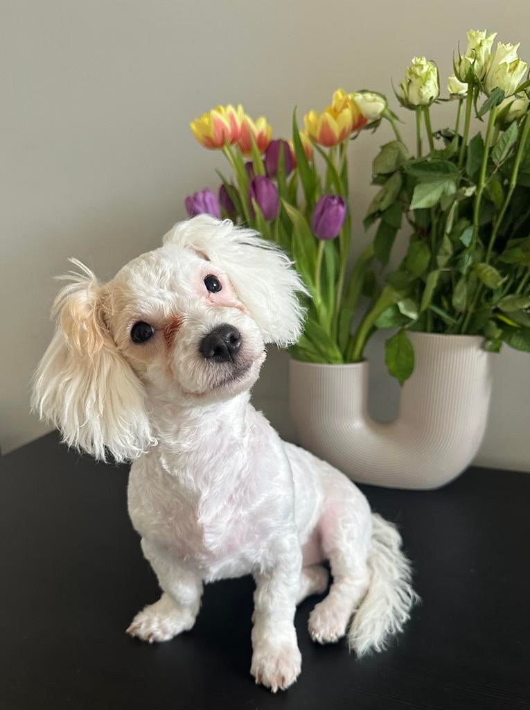 Prachtig Bichon Frisé teefje, Maltezer, 15 weken tot 1 jaar, Teef, Parvo