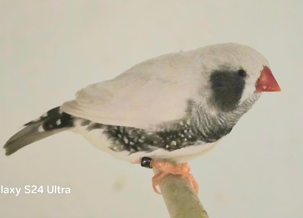 Gezocht forse zebravinken kleur masker en masker zwartwang, Meerdere dieren, Tropenvogel