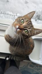 Egyptische mau x britse korthaar, Dieren en Toebehoren, Katten en Kittens | Raskatten | Korthaar, Meerdere dieren