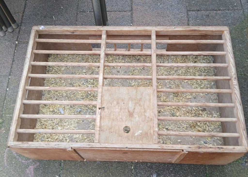 Duivenmand, Mannelijk