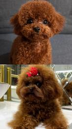 Prachtige Toy-Poodle, Pup, Toy Poedel Puppy, Maltipoo Puppy, Poedel, 8 tot 15 weken, Teef, Parvo