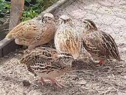 Japanse Kwartels........., Dieren en Toebehoren, Pluimvee, Overige soorten, Vrouwelijk