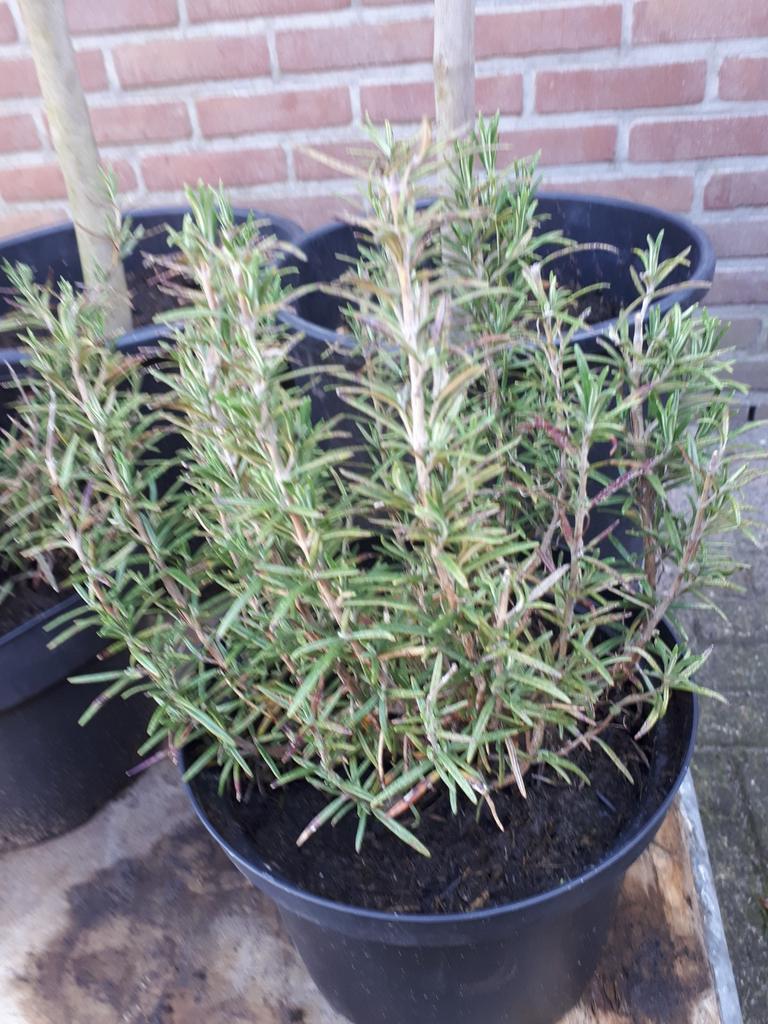Rozemarijn plant, Ophalen of Verzenden, Overige soorten, Volle zon