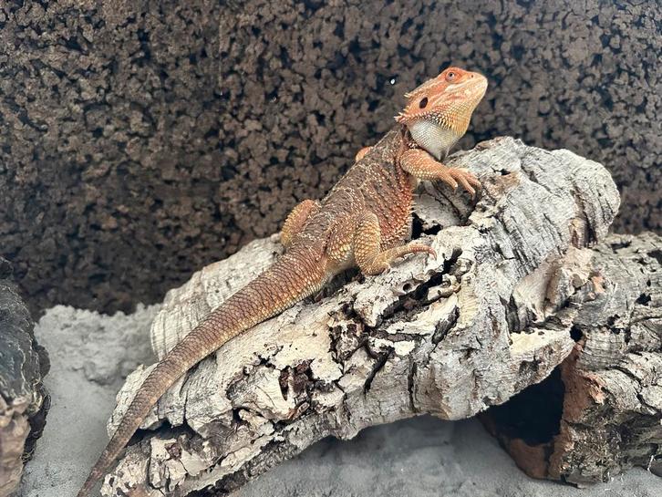 Baardagaam met terrarium Bearded Dragon - unknown for sale from Corvo