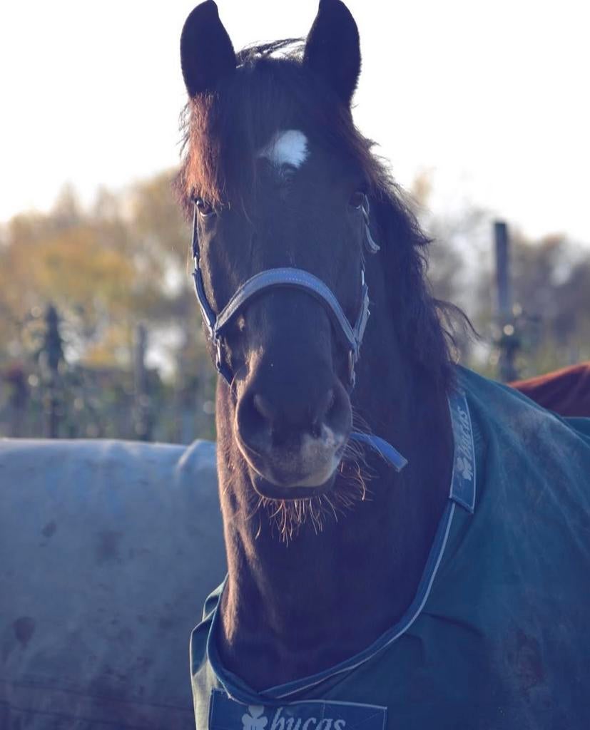 Super lieve en betrouwbare KWPN ruin, Dieren en Toebehoren, Paarden, Ruin, Recreatiepaard, 11 jaar of ouder