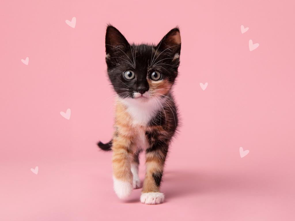 Gezocht: Kitten poes in omgeving Groningen, Poes, 0 tot 2 jaar