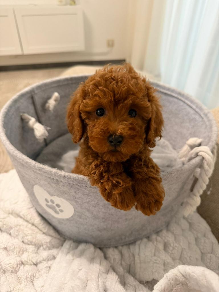 Toy poedel / toy poodle, Poedel, Particulier, 15 weken tot 1 jaar, Reu