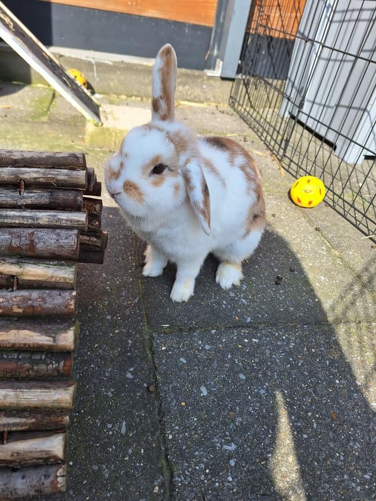 Hangoor dwergkonijn vrouwtje van ongeveer 1,5 jaar., Vrouwelijk, Hangoor