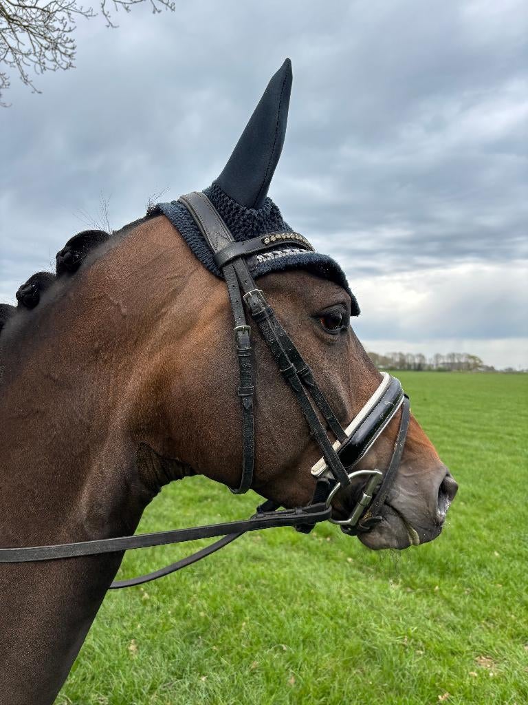 Lieve talentvolle 8-jarige merrie (Total US x Sandreo), Dieren en Toebehoren, Paarden, Merrie, Met stamboom, Dressuurpaard, L