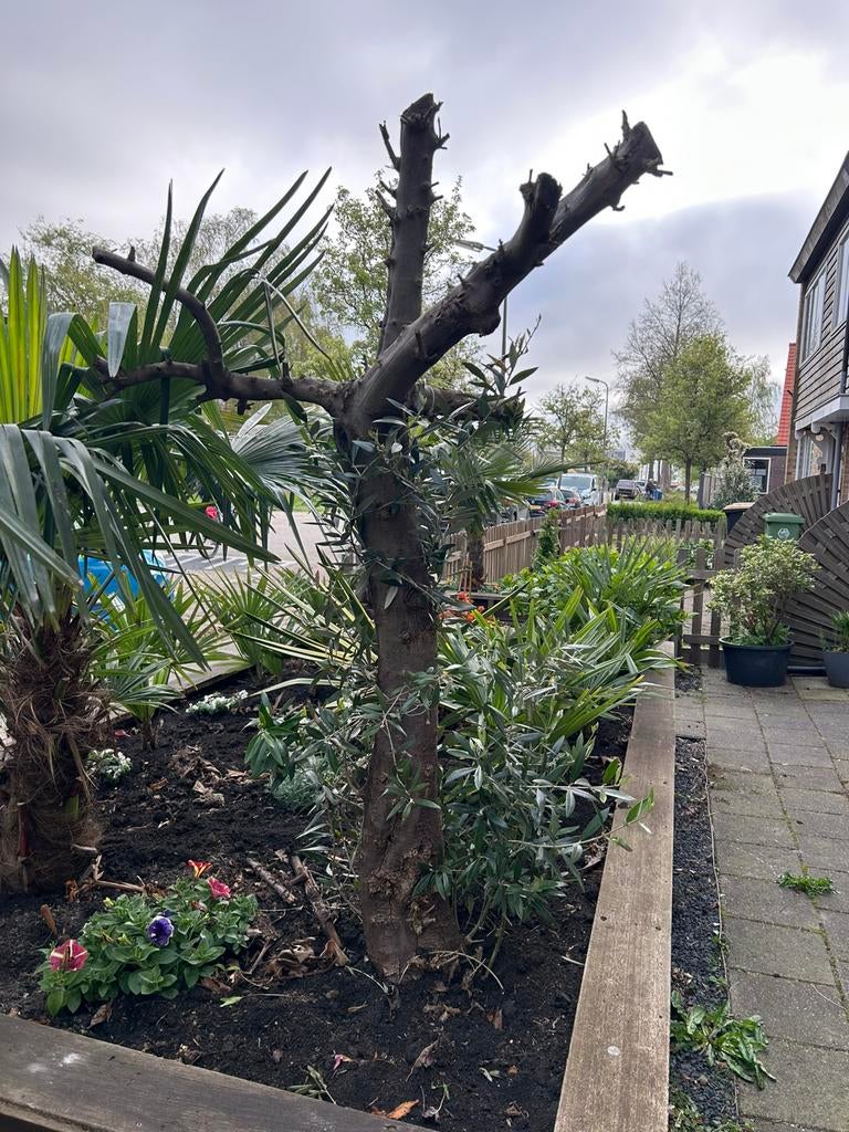 Oude olijfboom, Bloeit niet, 100 tot 250 cm, Olijfboom, Ophalen