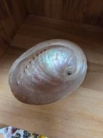 Prachtige Abalone Schelp - Decoratie of Verzameling, Verzamelen, Mineralen en Fossielen, Ophalen of Verzenden