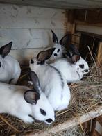 Jonge konjinen, Dieren en Toebehoren, Konijnen, Meerdere dieren, Groot, 0 tot 2 jaar