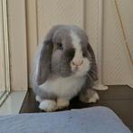 Ter dekking minilop konijn, Dieren en Toebehoren, Konijnen, Mannelijk, Dwerg