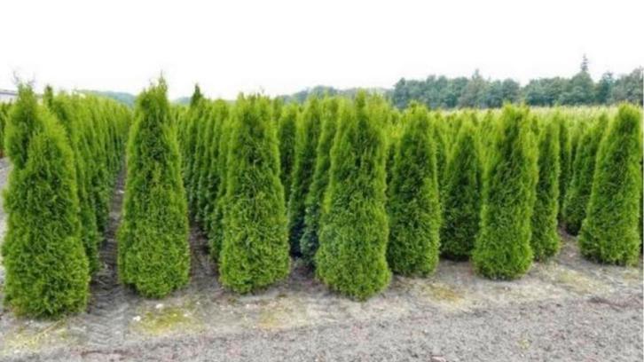 Coniferen Smaragd, Tuin en Terras, Planten | Struiken en Hagen, Conifeer, 100 tot 250 cm, Ophalen of Verzenden