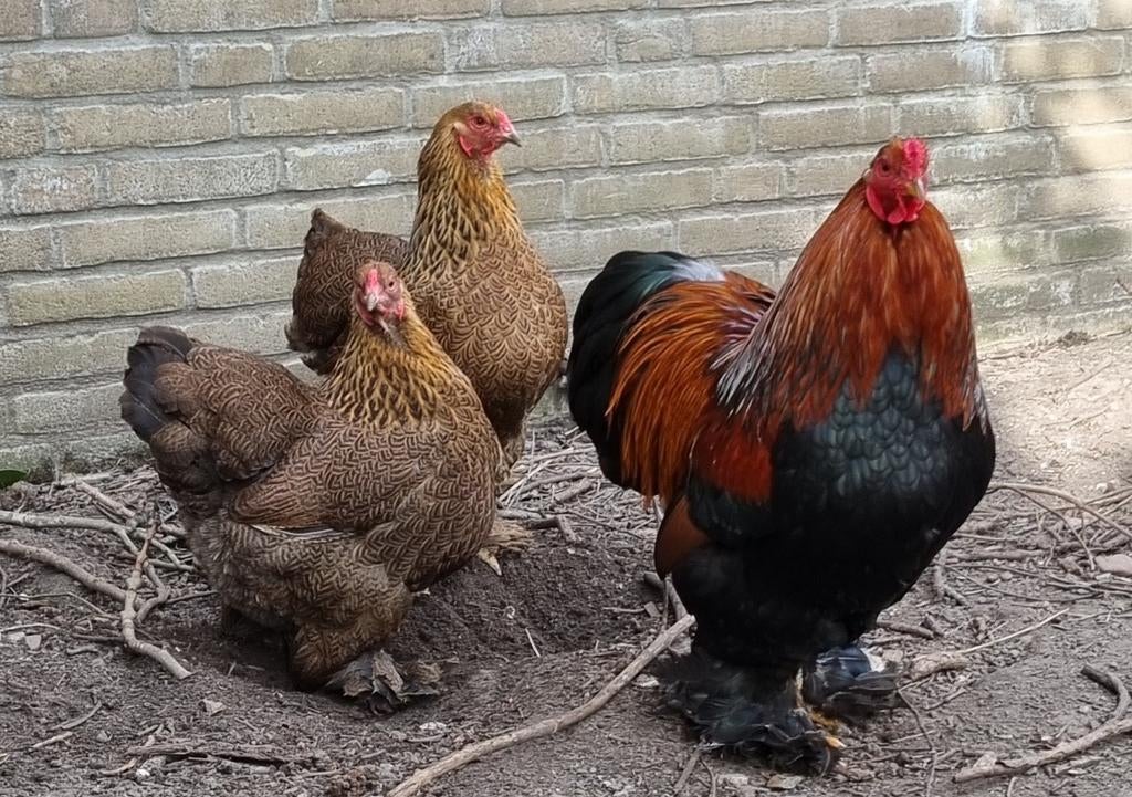 Broedeieren Brahma Kriel meerzomig patrijs, Dieren en Toebehoren, Pluimvee, Geslacht onbekend, Kip