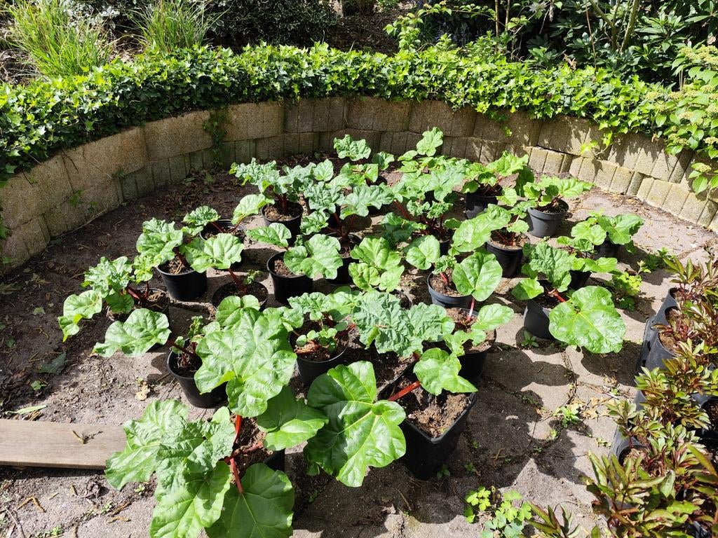 Rabarberplanten - Vers en Klaar voor uw Tuin, Ophalen, Volle zon, Bloeit niet, Groenteplanten