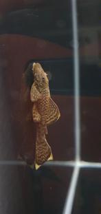 Ancistrus, algeneter, borstelneus, bristelnose., Vis, Zoetwatervis