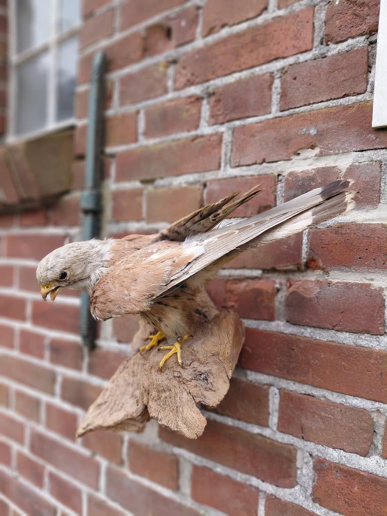 Opgezette torenvalk op boomstronk., Verzamelen, Dierenverzamelingen, Ophalen of Verzenden, Gebruikt, Vogel, Opgezet dier