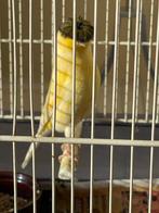 Gloster, Mannelijk, Postuurkanarie