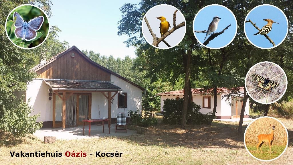 Vakantiehuis Kocser Hongarije te huur, Vakantie, Vakantiehuizen | Hongarije, Wasmachine, 2 slaapkamers, Landelijk, Boerderij of Cottage