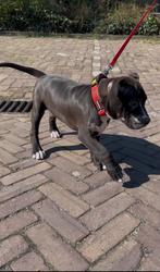 American bully XL pups - laatste teefje 😍, Parvo, Overige rassen, 8 tot 15 weken, Meerdere