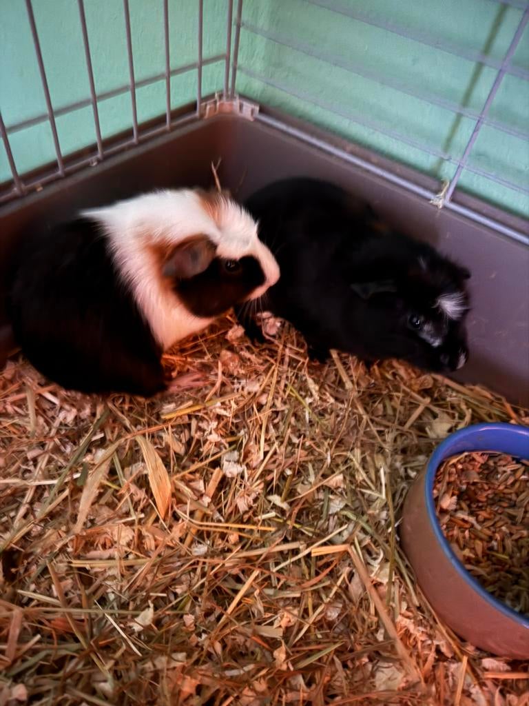 Cavias mannetjes, Cavia, April, Mannelijk, Tam