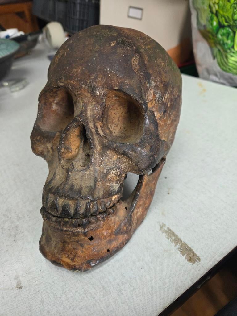 Schedel, Ophalen of Verzenden